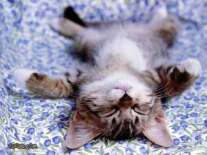 free relationship quiz - an exhausted kitty