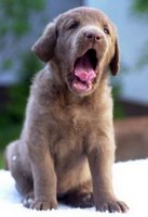 boring - yawning dog